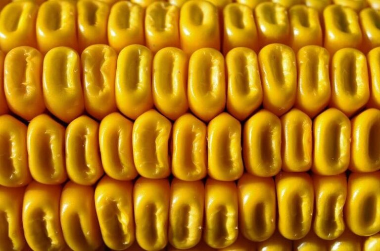 Corn Slipping Back on Tuesday